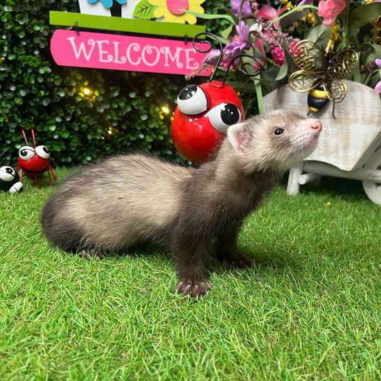 Ferret