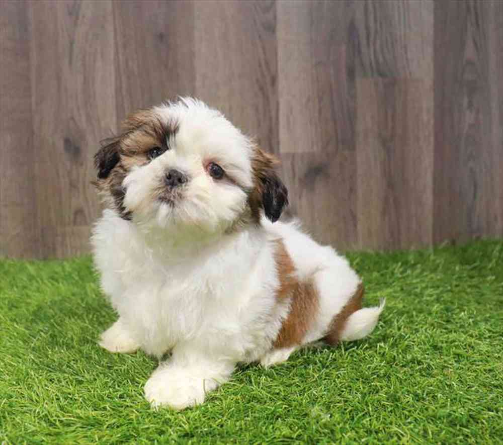 carousel pet images
