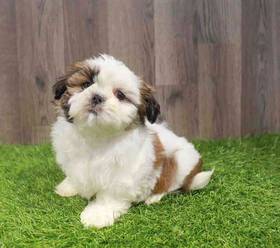Shih Tzu