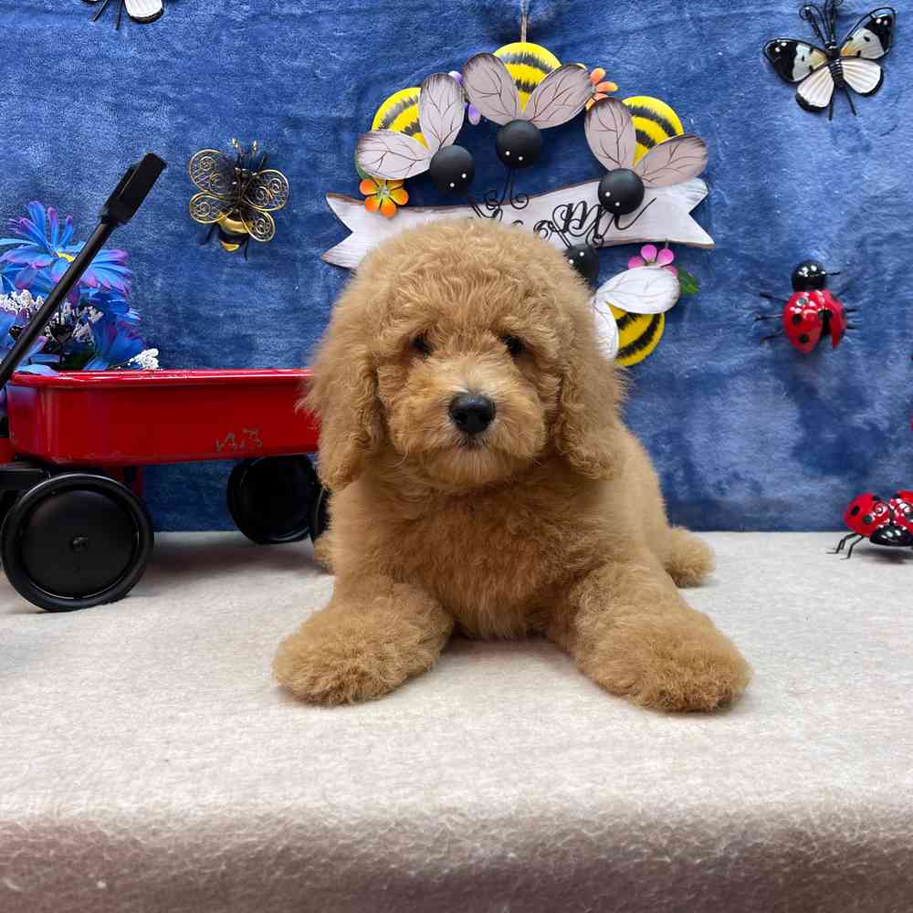 carousel pet images