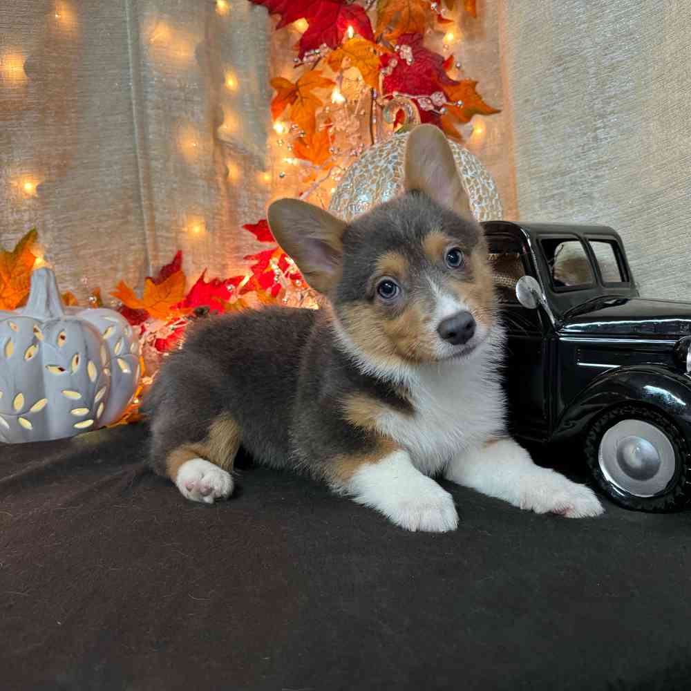 carousel pet images
