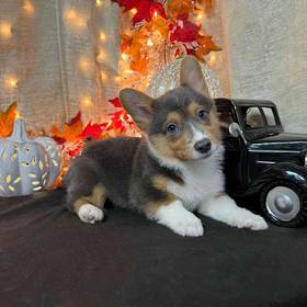 Pembroke Welsh Corgi