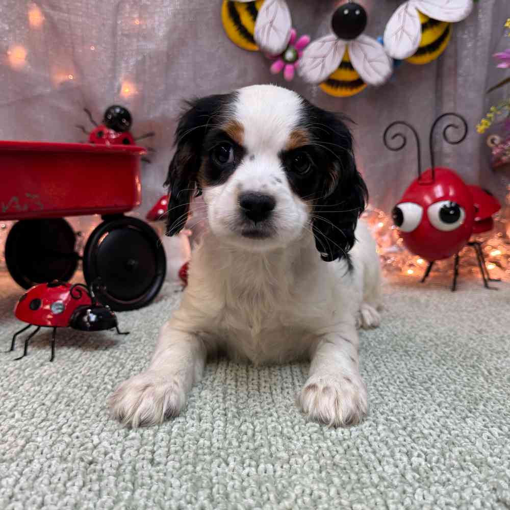 carousel pet images