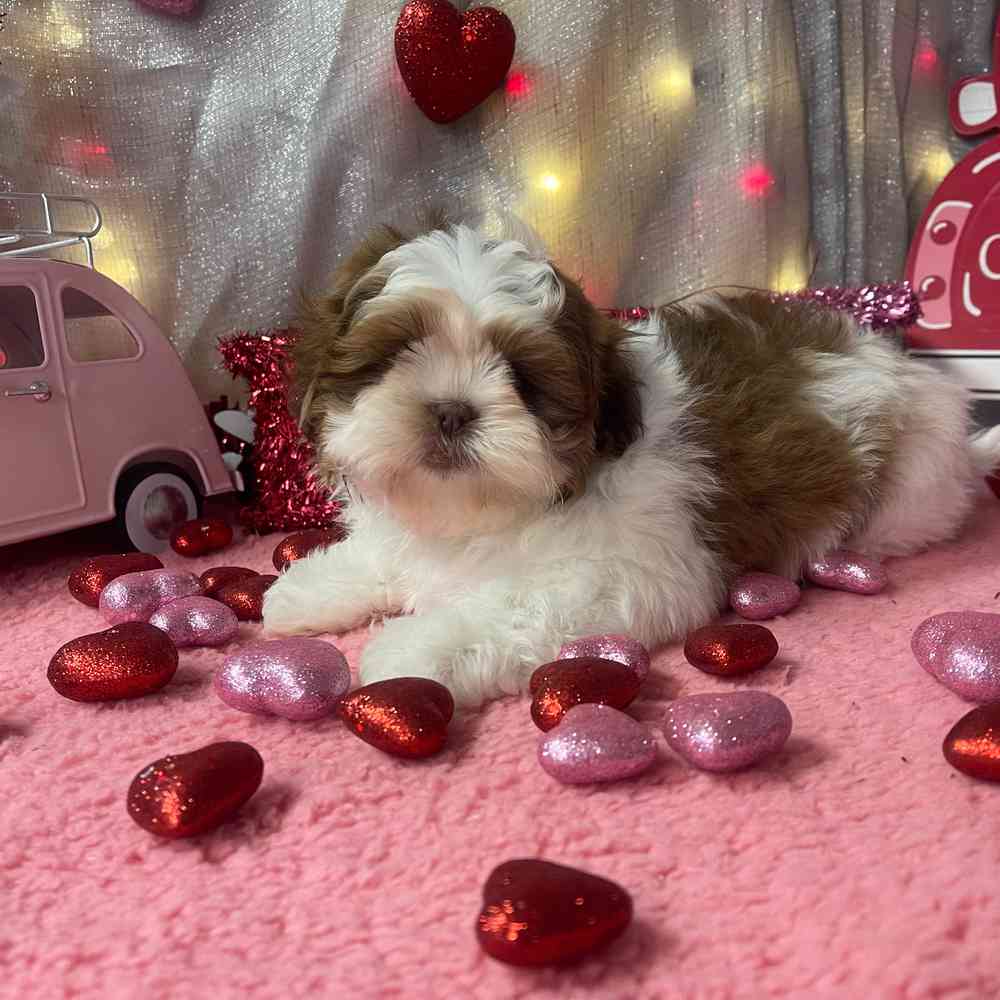 carousel pet images