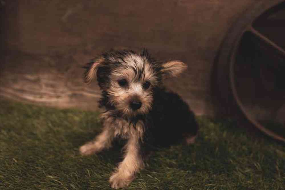 carousel pet images