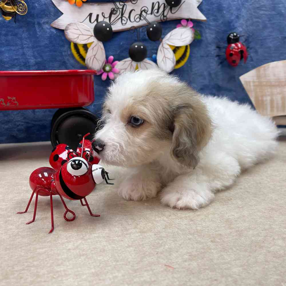 carousel pet images