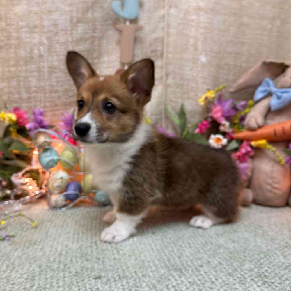 Image of a pet breed in the gallery