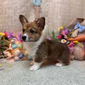 Pembroke Welsh Corgi