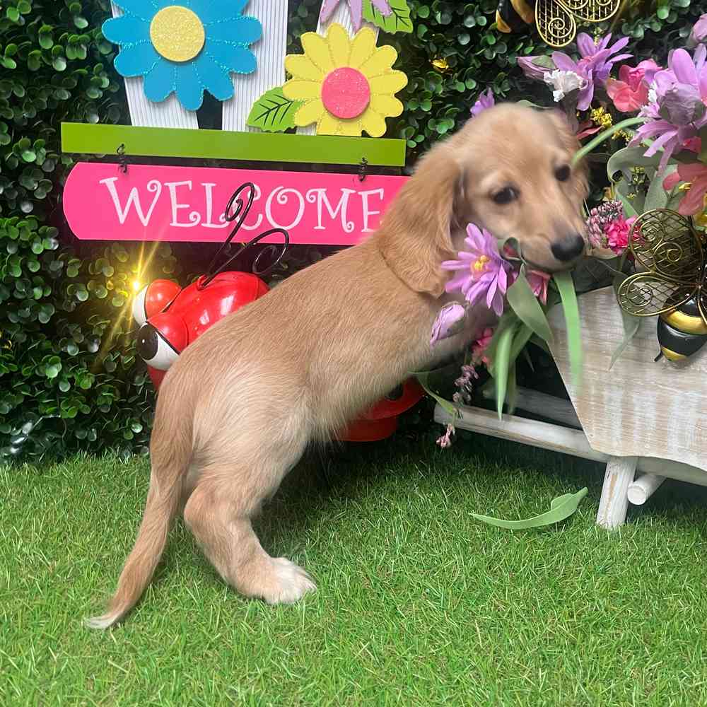 carousel pet images