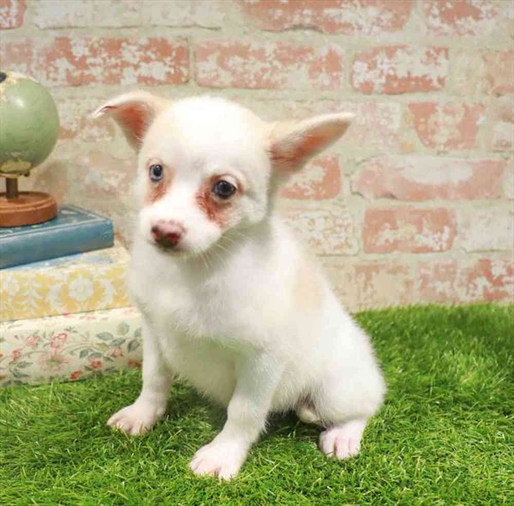 carousel pet images
