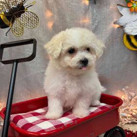 Bichon