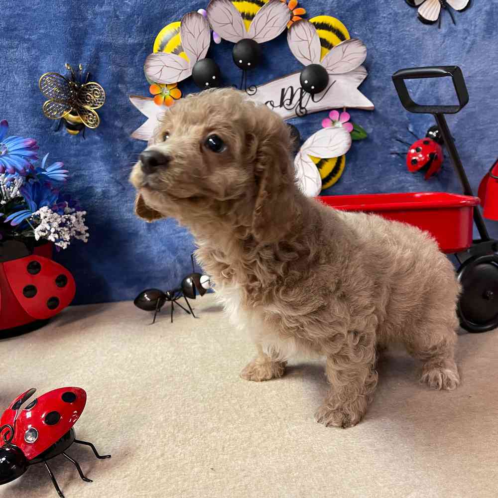 carousel pet images