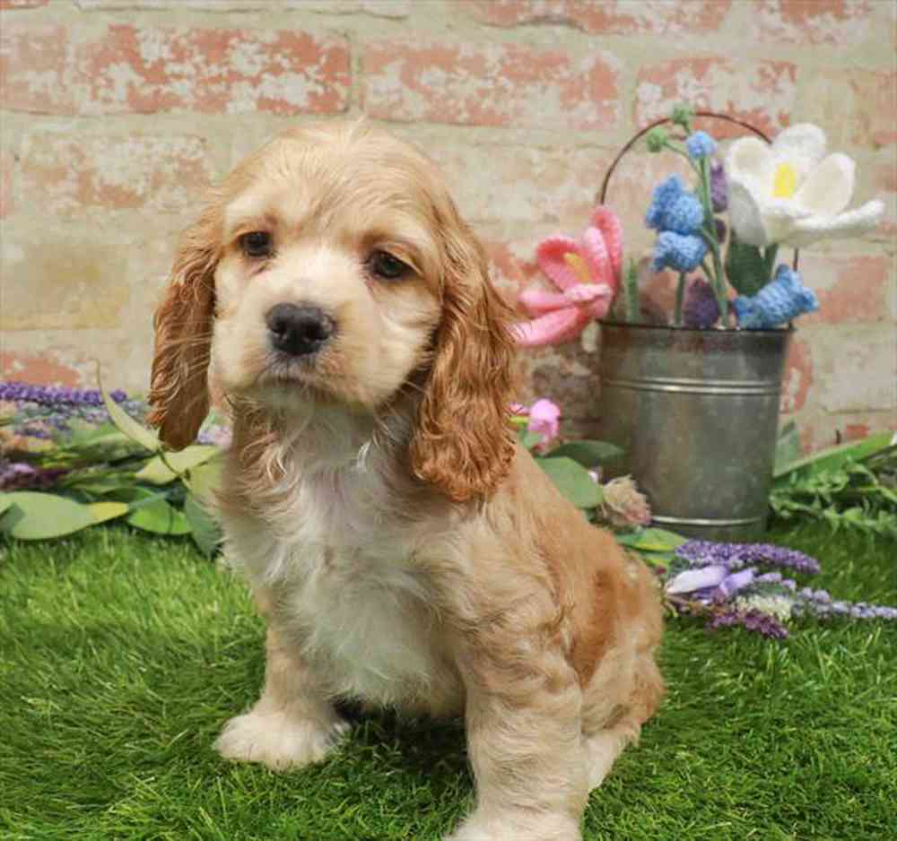 carousel pet images