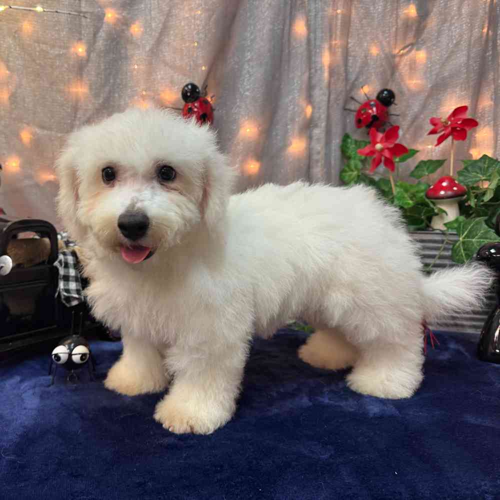 Image of a pet breed in the gallery