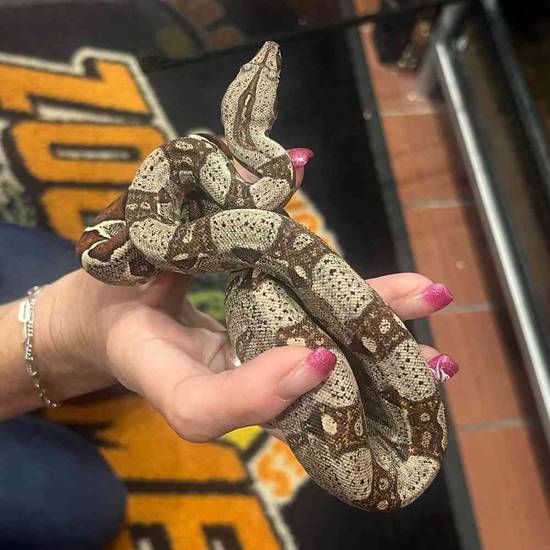 Columbian Red Tail Boa