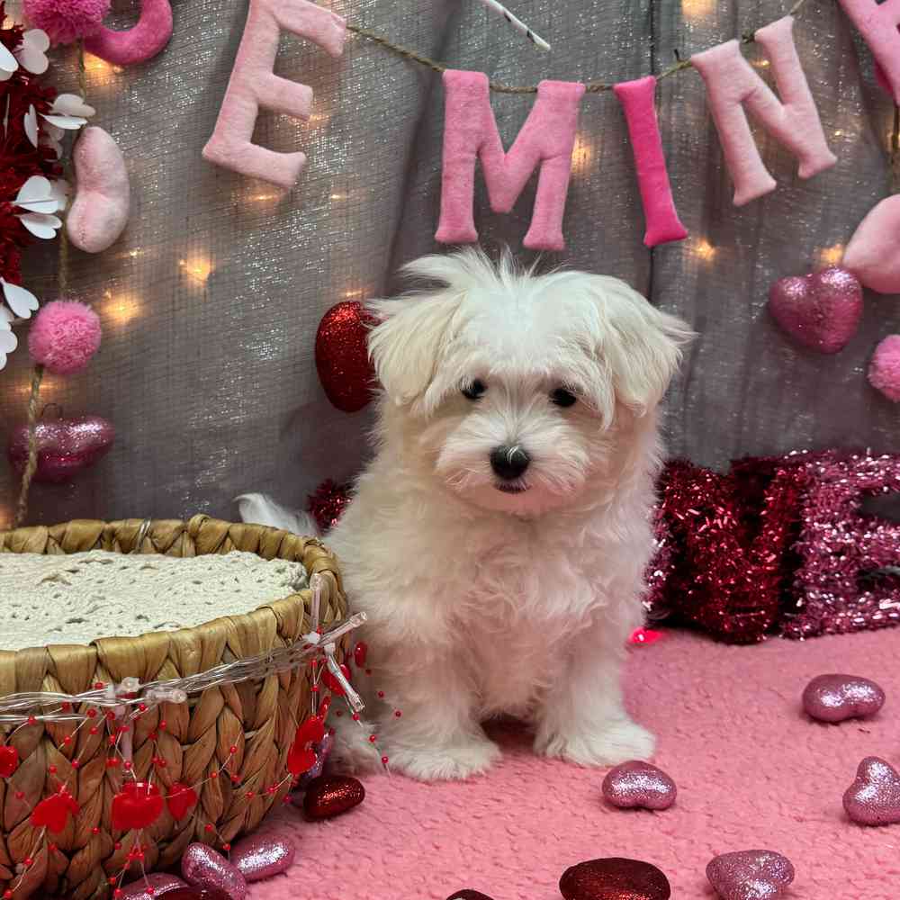 carousel pet images