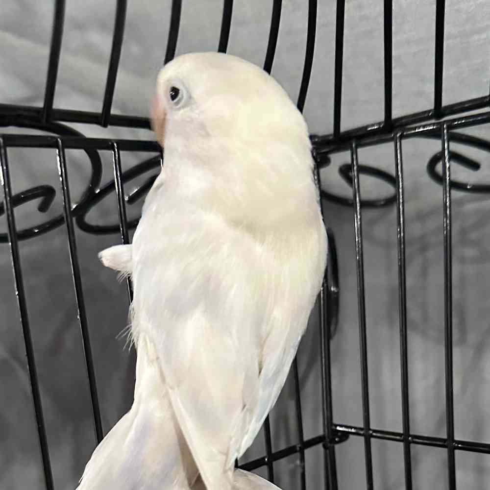 carousel pet images