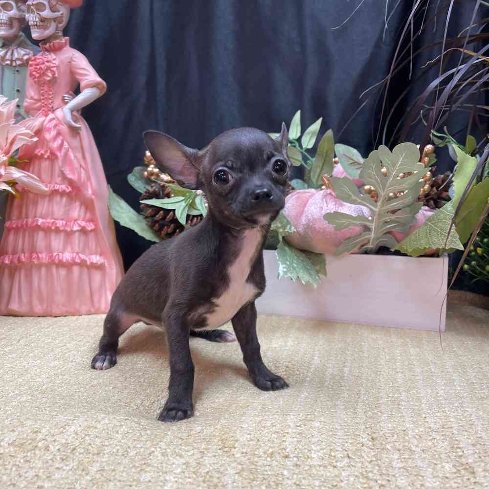 carousel pet images