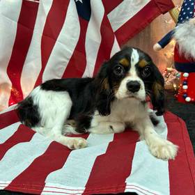 Cavalier King Charles Spaniel