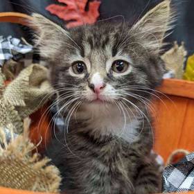 Domestic Short Hair