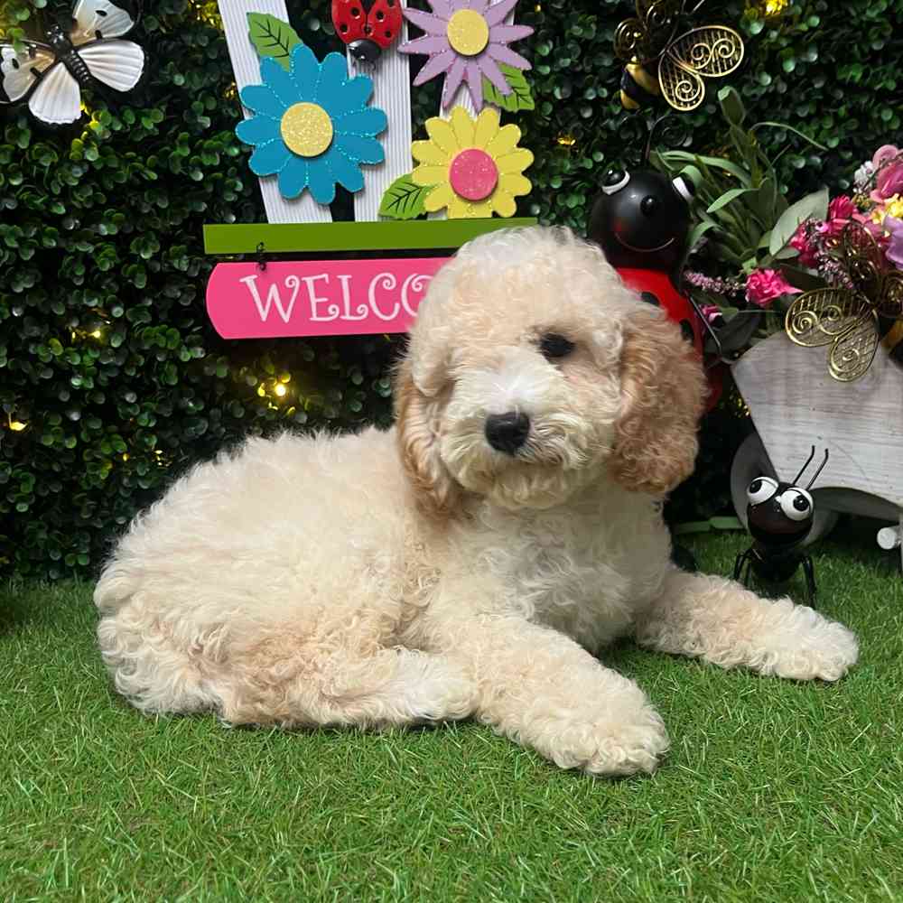 Image of a pet breed in the gallery