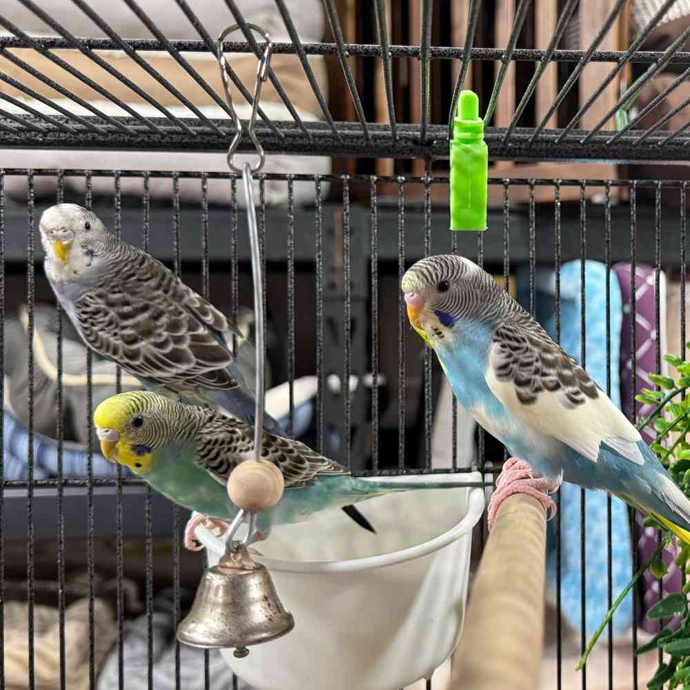 carousel pet images