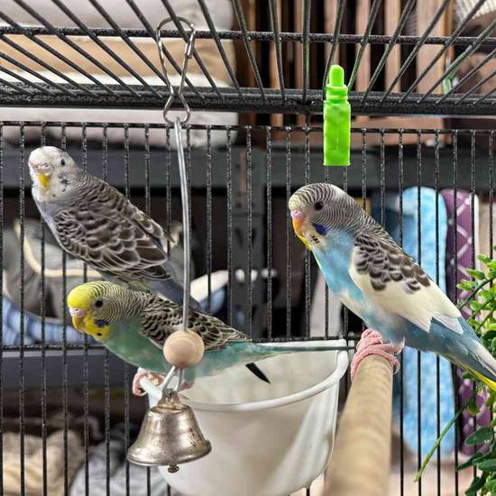 Parakeet