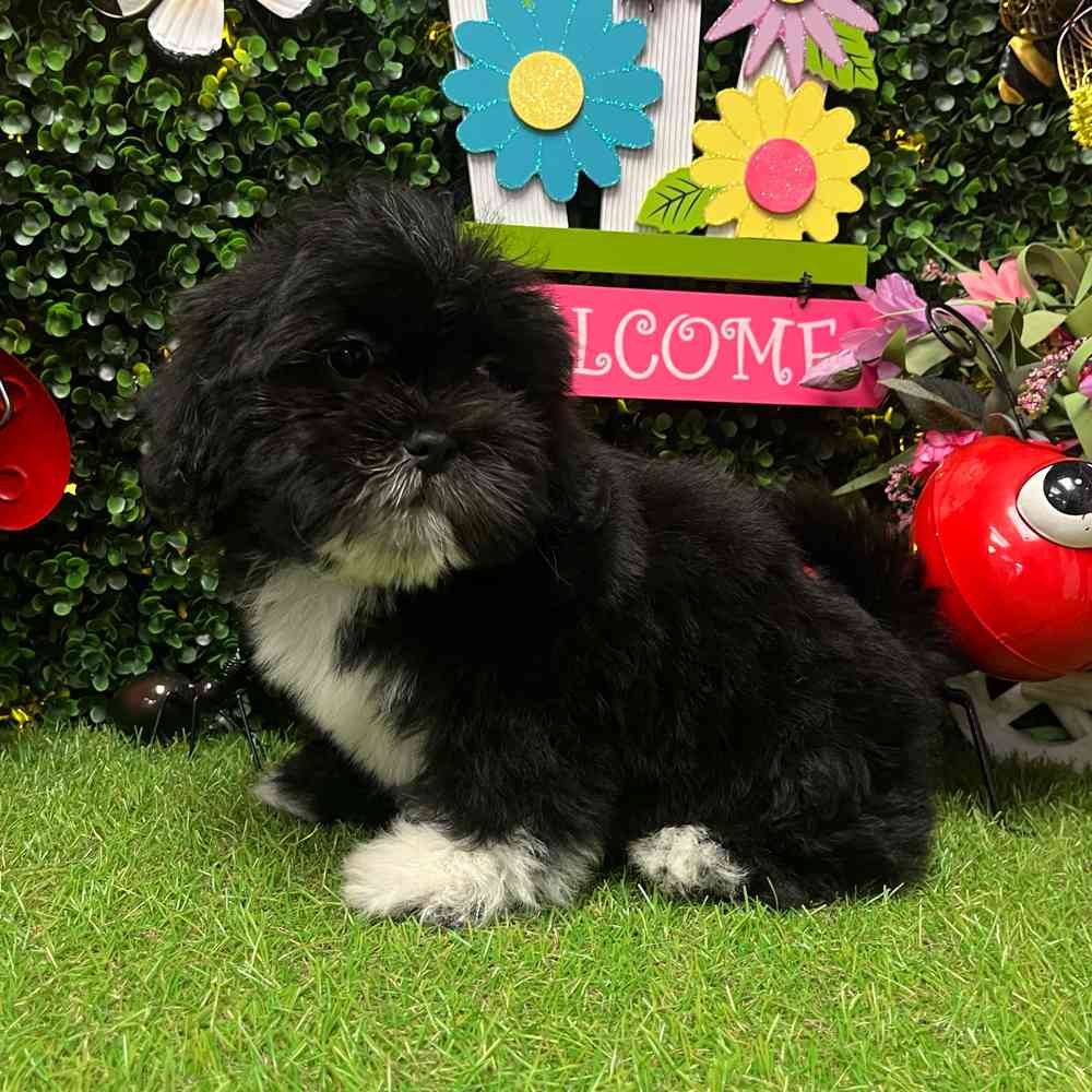 Image of a pet breed in the gallery