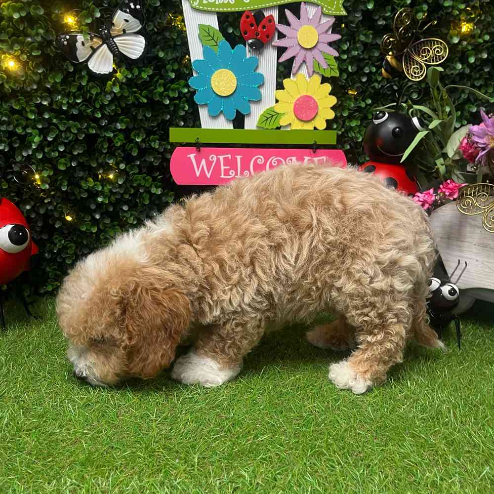 carousel pet images