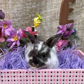 Mini Rex Lop