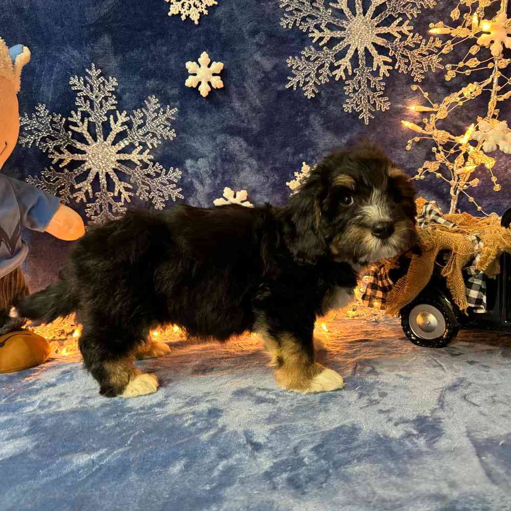 carousel pet images
