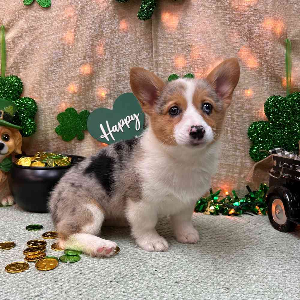 carousel pet images