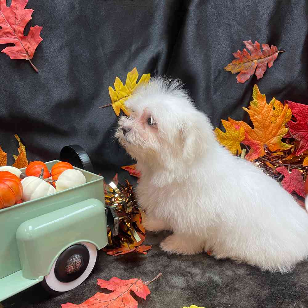 carousel pet images