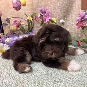 Havanese