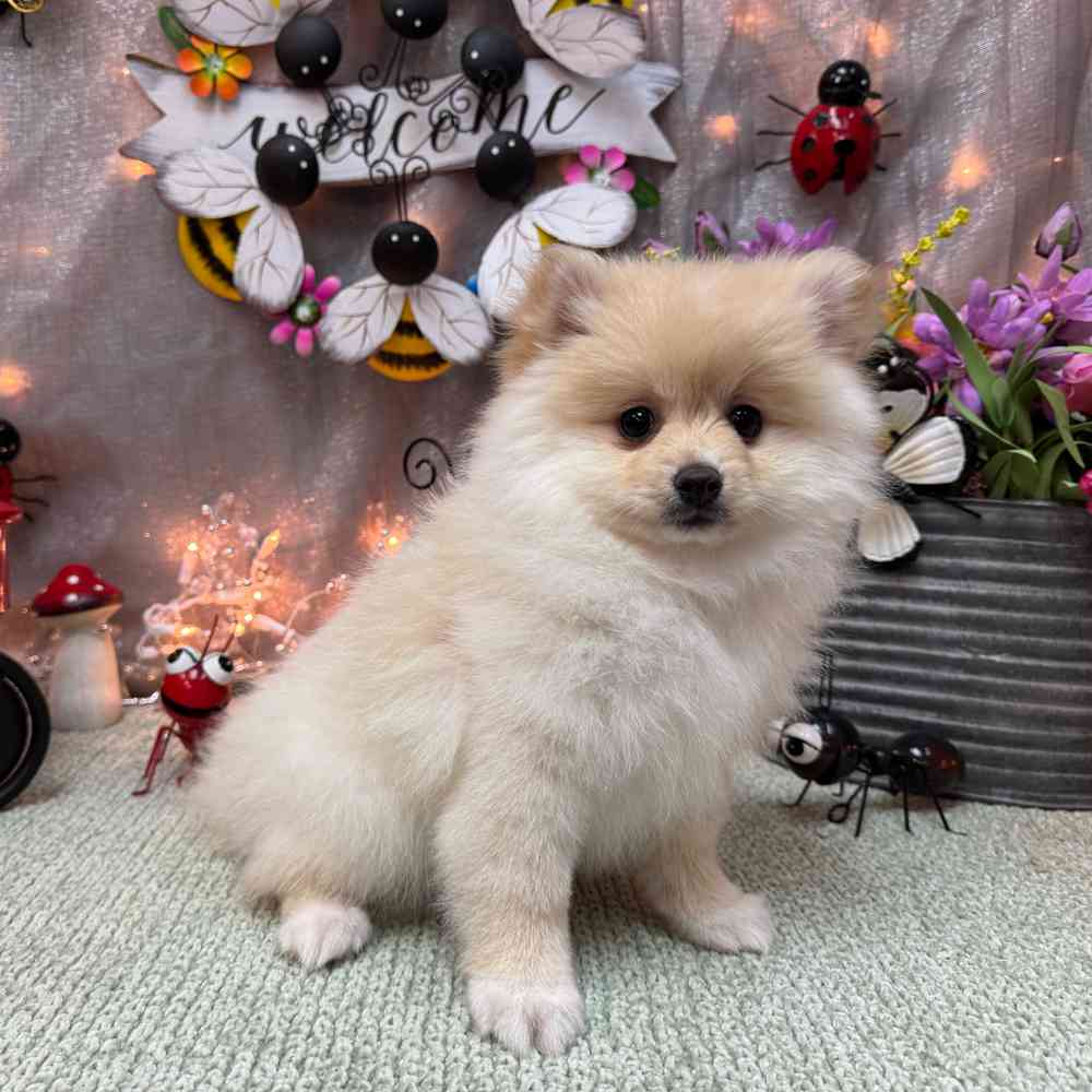 carousel pet images