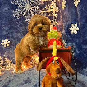 Cockapoo