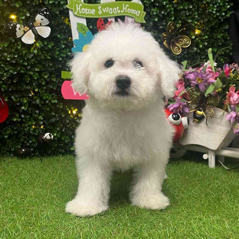 carousel pet images