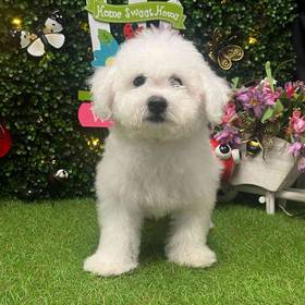 Bichon