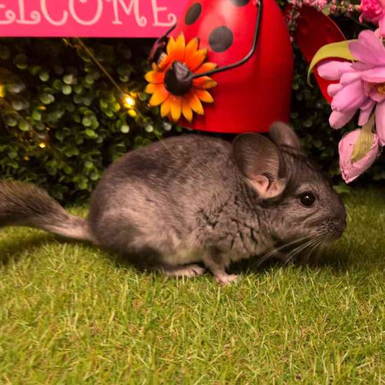 Chinchilla