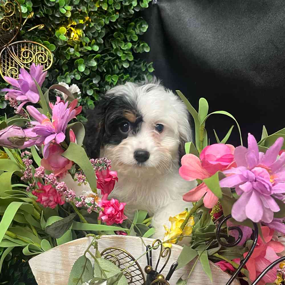 carousel pet images