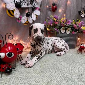 Dalmatian