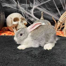 Flemish Giant Holland Lop Mix