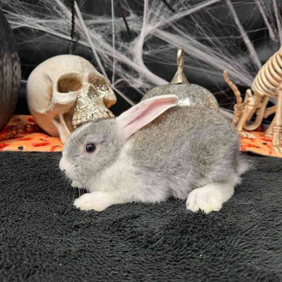 Flemish Giant Holland Lop Mix