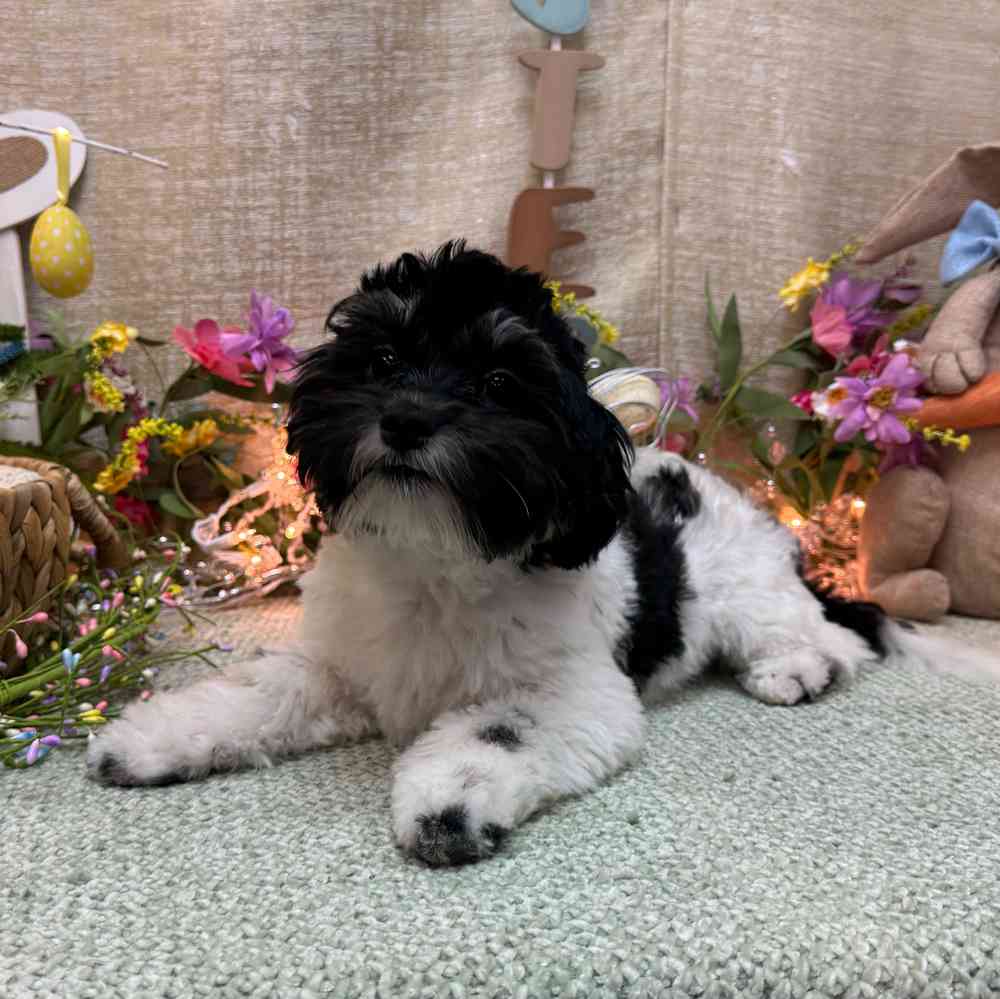 carousel pet images