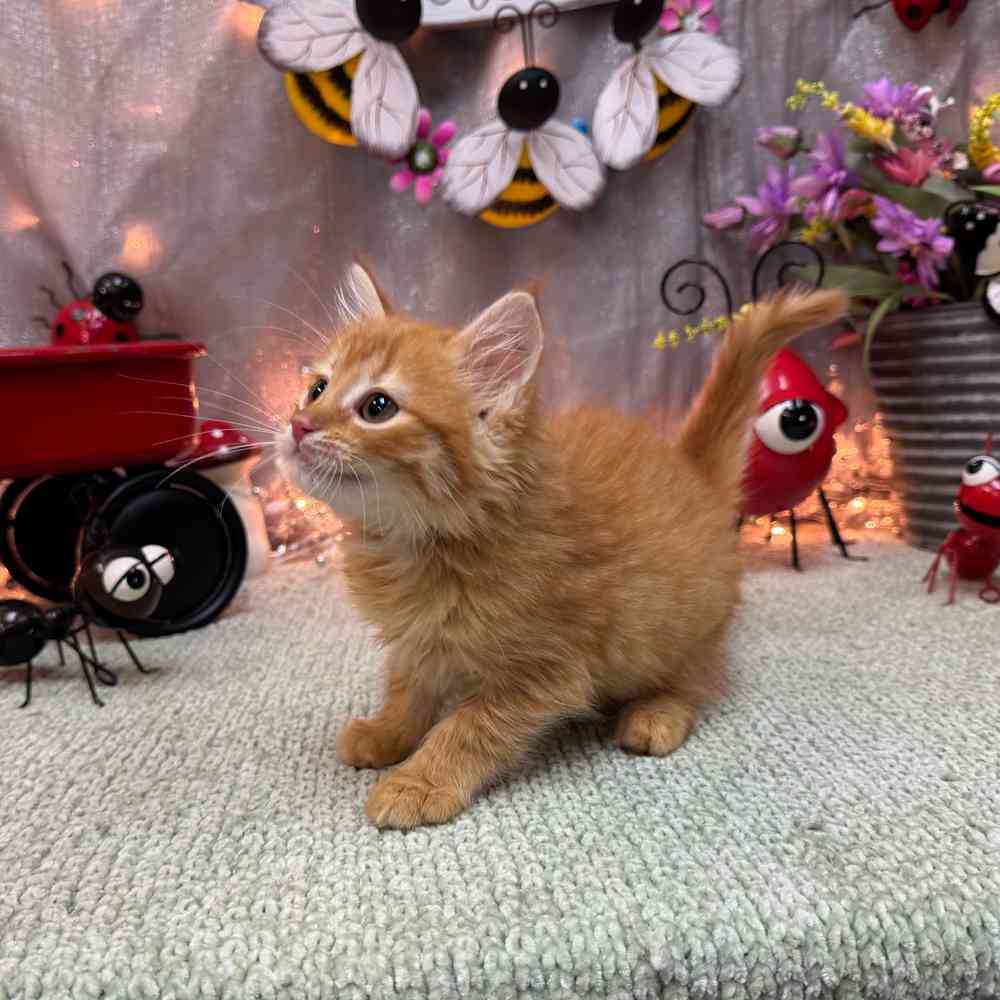 carousel pet images