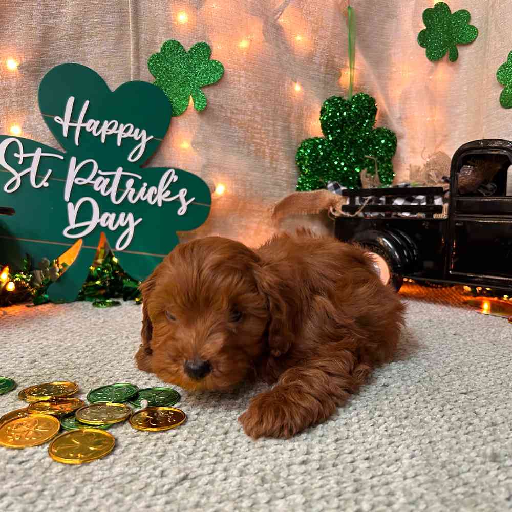 carousel pet images