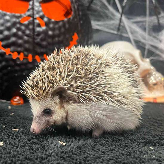 Hedgehog