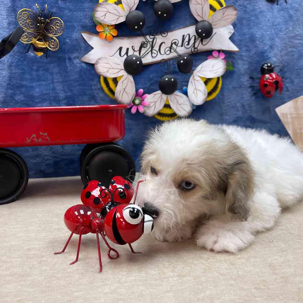 carousel pet images