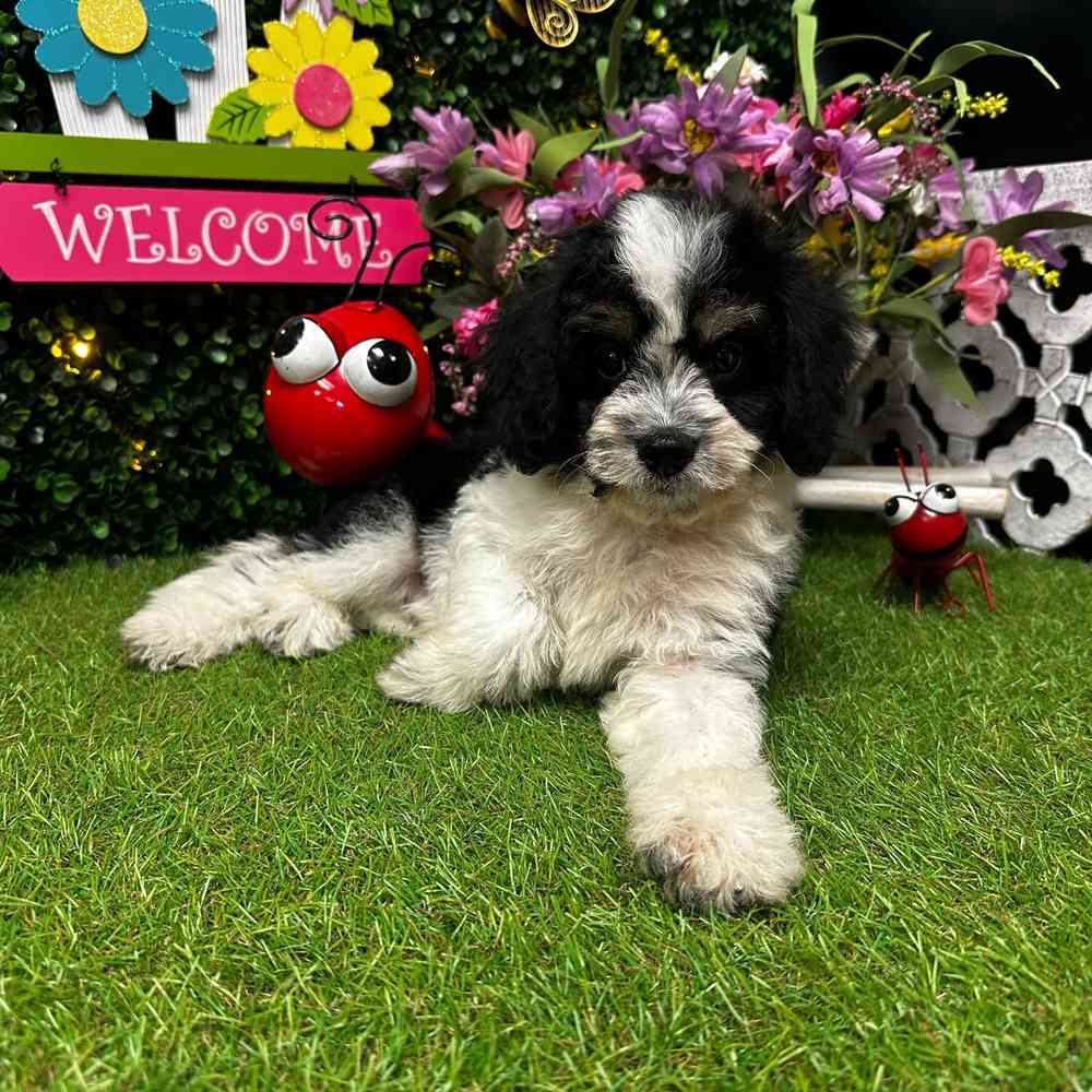 carousel pet images