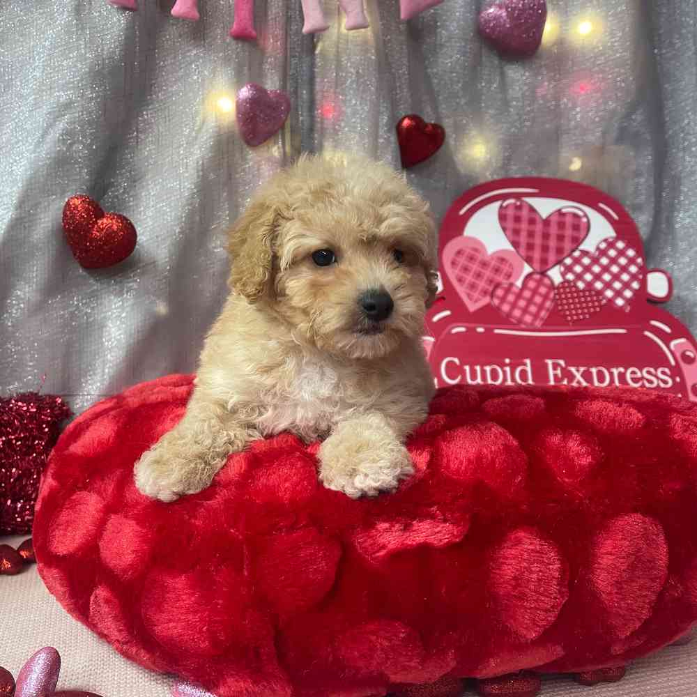 carousel pet images